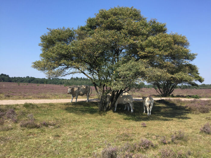 Grand Tour de Hoge Veluwe