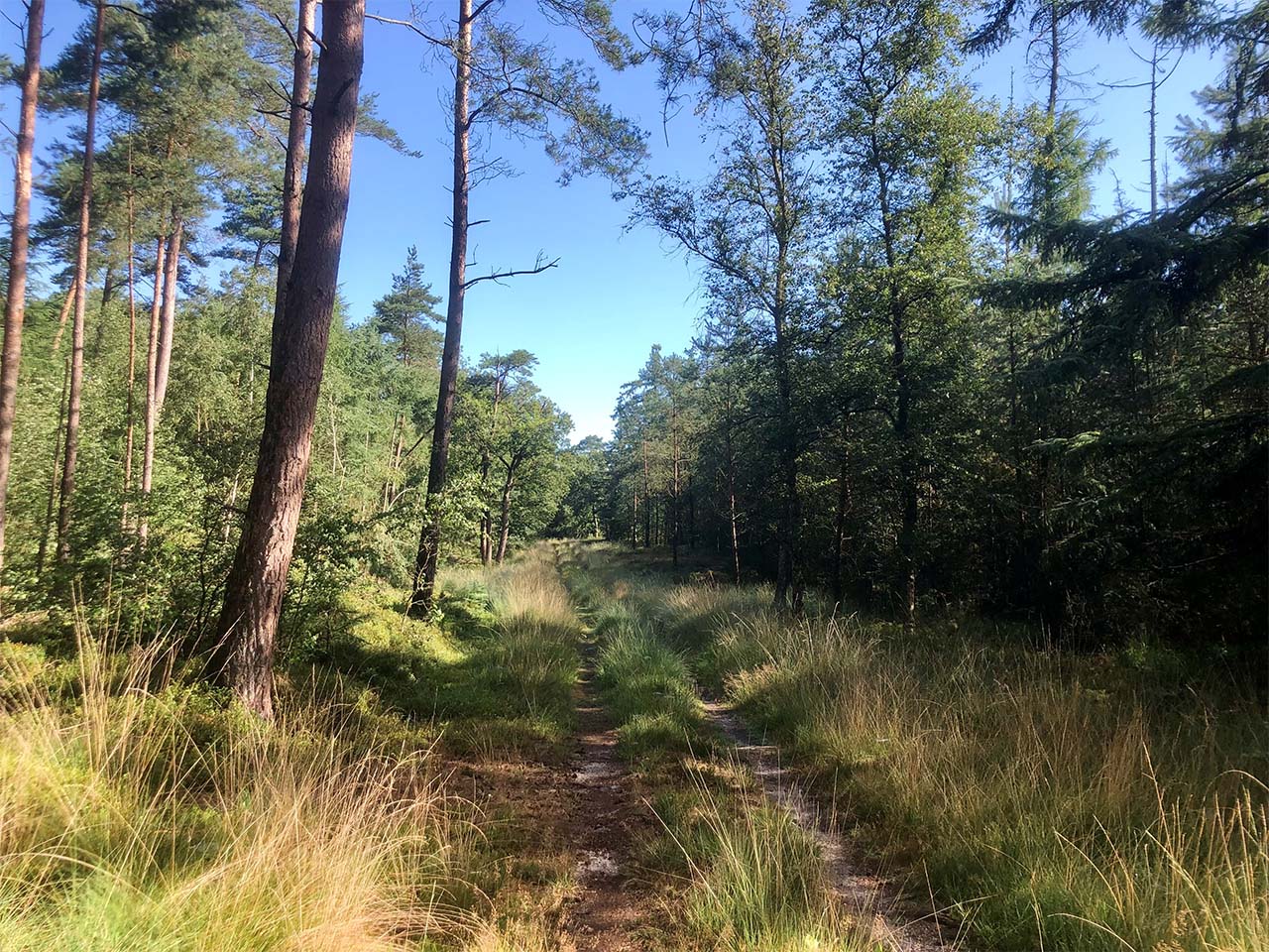 Bospad voor Mouwenveld