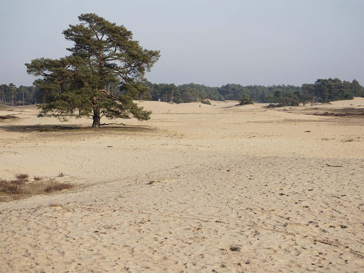 tonveldhuizen-sand-drift-4080710_1920
